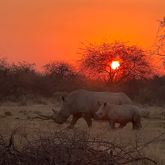 Rhinos